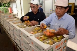 田尻あんず即売所 田尻あんず即売所