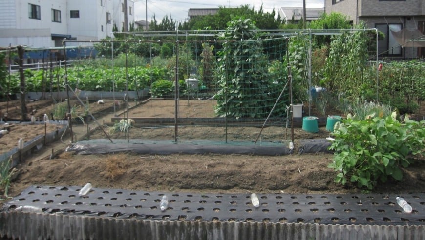 家庭菜園