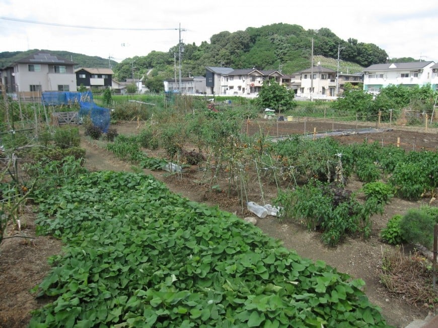 家庭菜園