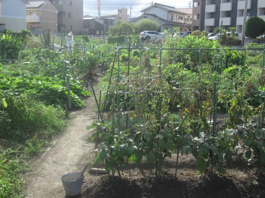 家庭菜園