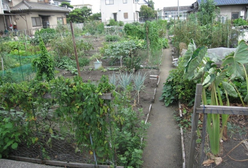 家庭菜園