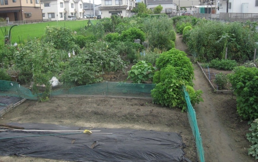 家庭菜園