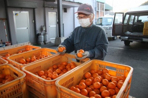 生産者出荷